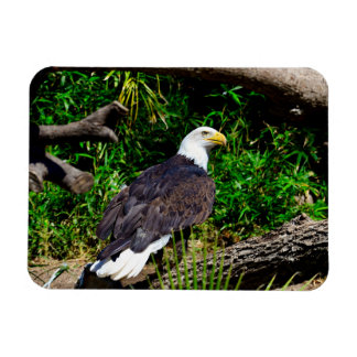Bald Eagle – マグネット
