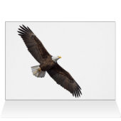 Bald Eagle、ランチしよう (内部横(上))