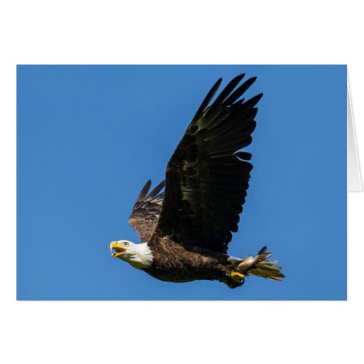Bald Eagle、ランチしよう (正面横)