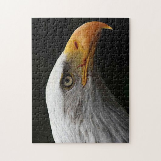 Bald Eagle 11x14 252pc jpcn ジグソーパズル (縦)