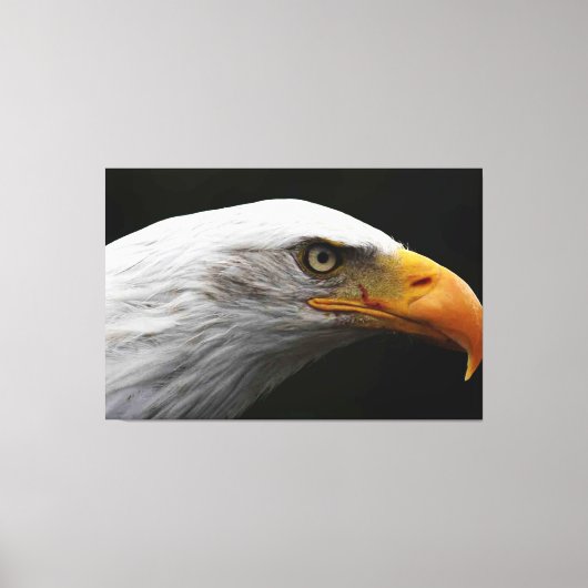 Bald Eagle 60x40 (150x100cm)ワッカン キャンバスプリント (正面)