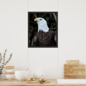 Bald Eagle Artプリント-20x24またはそれ以下 ポスター (キッチン)