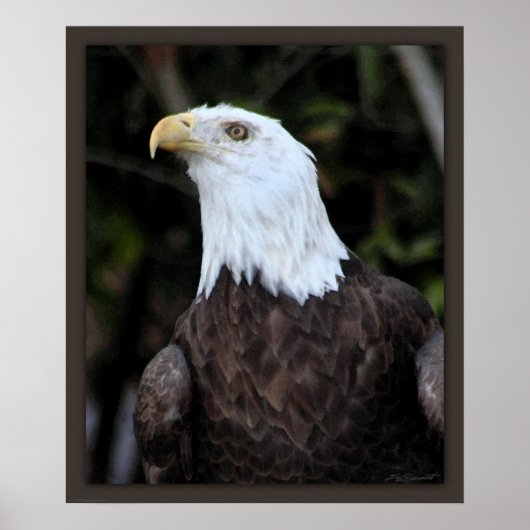 Bald Eagle Artプリント-20x24またはそれ以下 ポスター (正面)