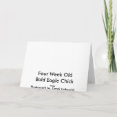 Bald Eagle Chick – カード (裏面)