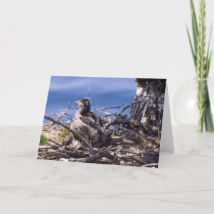Bald Eagle Chick – カード