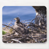 Bald Eagle Chick – マウスパッド (正面)