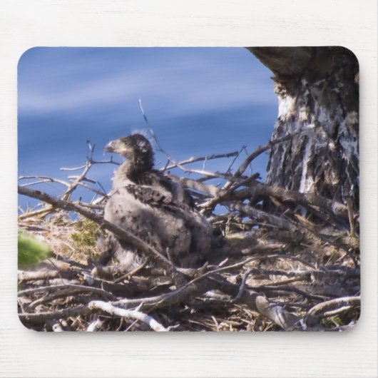 Bald Eagle Chick – マウスパッド (正面)