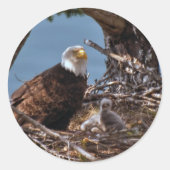 Bald Eagle Chicks – ステッカー (正面)