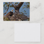 Bald Eagle Chicks – 名刺 (正面/裏面)