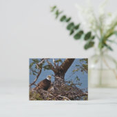Bald Eagle Chicks – 名刺 (スタンド正面)