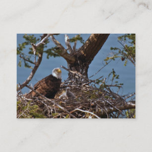 Bald Eagle Chicks – 名刺