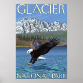 Bald Eagle Diving - Glacier National Park, MT ポスター (正面)