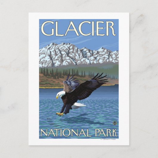 Bald Eagle Diving - Glacier National Park, MT ポストカード (正面)