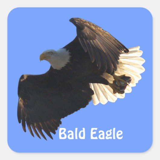 Bald Eagle Flight Collection IIスタンプ スクエアシール (正面)