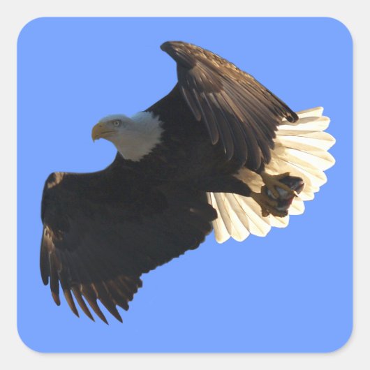 Bald Eagle Flight Collection IIスタンプ スクエアシール (正面)