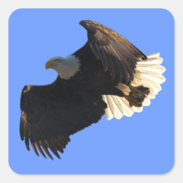 Bald Eagle Flight Collection IIスタンプ スクエアシール