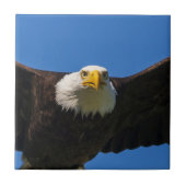 Bald Eagle Flyby Up Close タイル (正面)