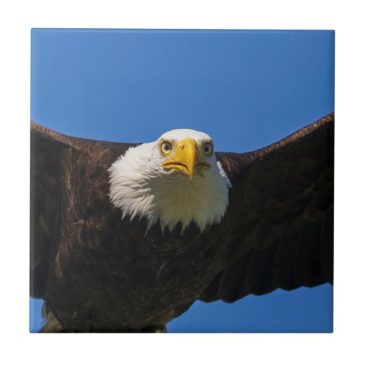 Bald Eagle Flyby Up Close タイル (正面)