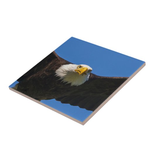 Bald Eagle Flyby Up Close タイル (側面)