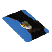 Bald Eagle Flyby Up Close マグネット (右側)