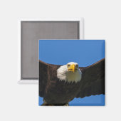 Bald Eagle Flyby Up Close マグネット (正面/裏面)