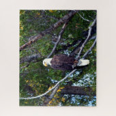Bald Eagle Grand Teton National Park Wyoming. ジグソーパズル (縦)