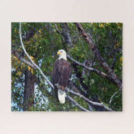 Bald Eagle Grand Teton National Park Wyoming. ジグソーパズル