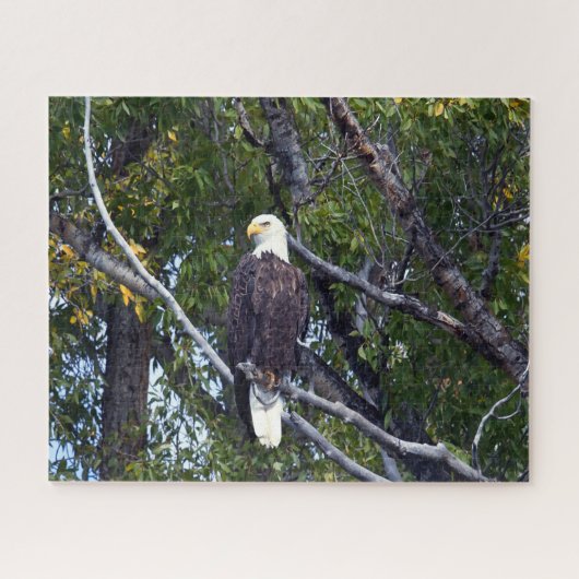 Bald Eagle Grand Teton National Park Wyoming. ジグソーパズル (横)