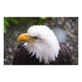 Bald Eagle Head写真 フォトプリント (正面)