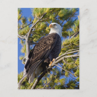 Bald Eagle I ポストカード