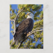 Bald Eagle I ポストカード (正面)