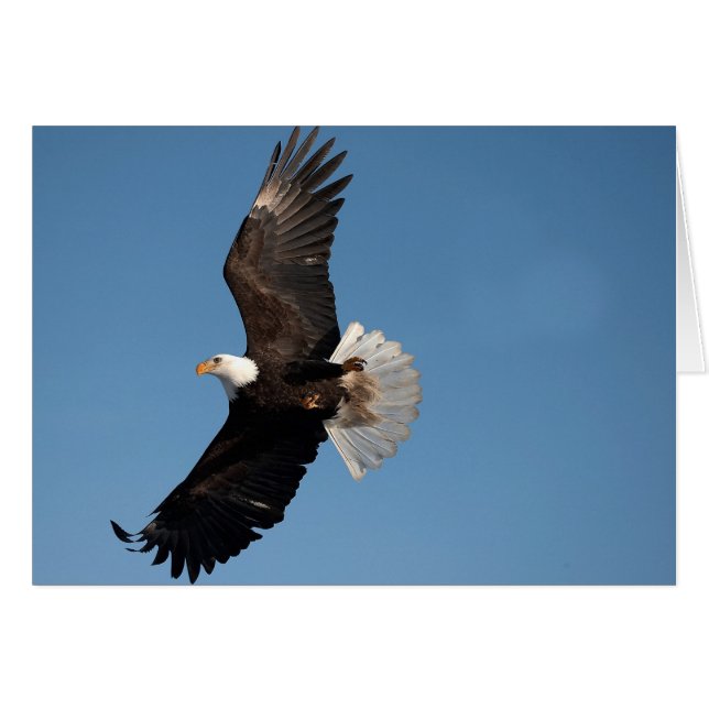 Bald Eagle in Flight (正面横)