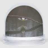 Bald Eagle in Flight (正面)