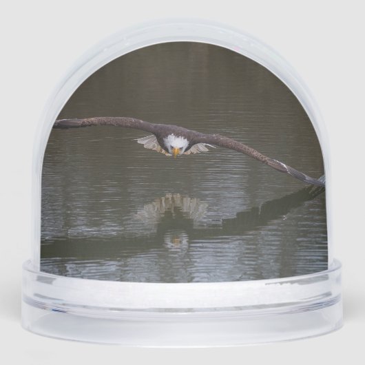 Bald Eagle in Flight (正面)