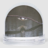 Bald Eagle in Flight (裏面)