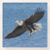 Bald eagle in flight ガラスコースター (正面)