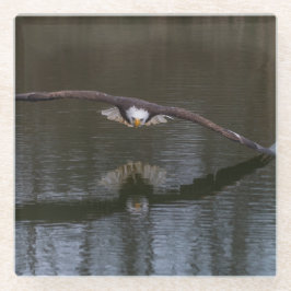 Bald Eagle in Flight ガラスコースター