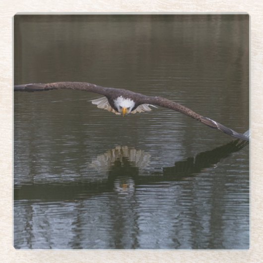 Bald Eagle in Flight ガラスコースター (正面)