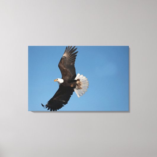 Bald Eagle in Flight キャンバスプリント (正面)