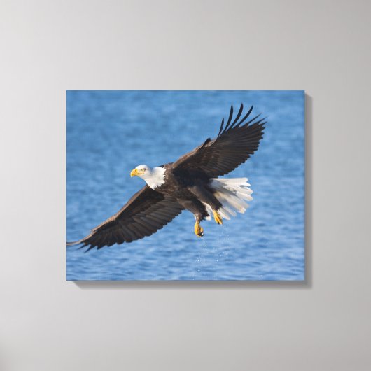 Bald eagle in flight キャンバスプリント (正面)
