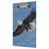 Bald eagle in flight クリップボード (左)