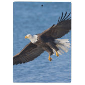Bald eagle in flight クリップボード (裏面)