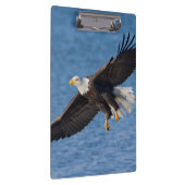 Bald eagle in flight クリップボード (右)