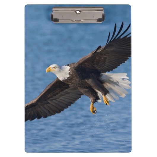 Bald eagle in flight クリップボード (正面)