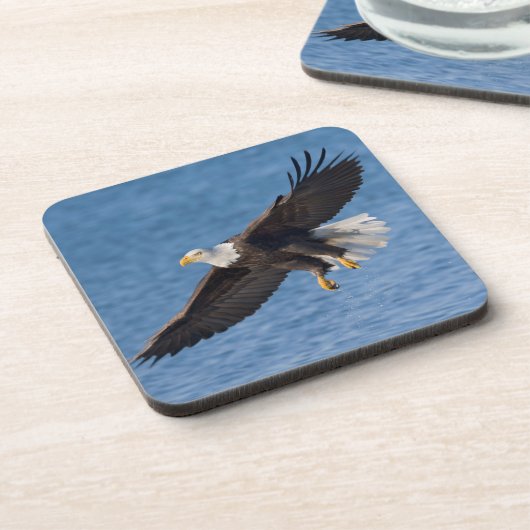 Bald eagle in flight コースター (左側)