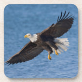 Bald eagle in flight コースター (正面)