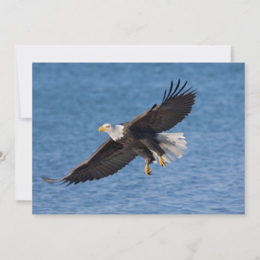 Bald eagle in flight サンキューカード (正面)