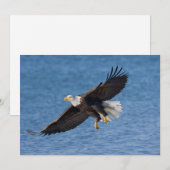 Bald eagle in flight サンキューカード (正面/裏面)