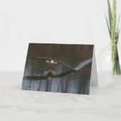 Bald Eagle in Flight サンキューカード (正面)