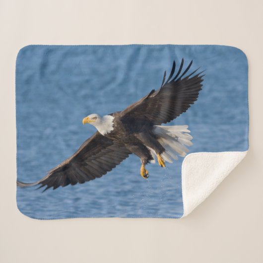 Bald eagle in flight シェルパブランケット (正面(横))